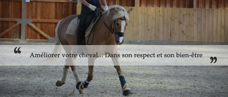 Le dressage pour améliorer son cheval dans le respect et le bien-être