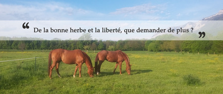 Chevaux heureux en liberté au parc