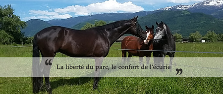 La liberté du parc, le confort de l'écurie pour votre cheval
