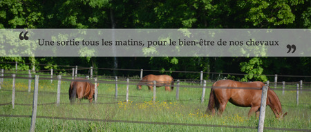 Une sortie au pré pour nos chevaux proche de Grenoble